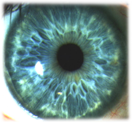 Close up of an Iris